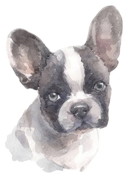 Pittura Acquerello Bulldog Francese 007 — Foto Stock