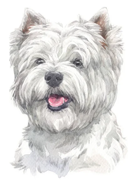 Peinture Aquarelle West Highland White Terrier 013 — Photo
