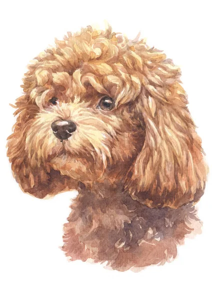 Water Colour Painting Poodle 012 — Stock Photo, Image