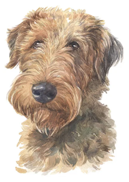 Water Colour Painting Welsh Terrier 011 — Stock Photo, Image