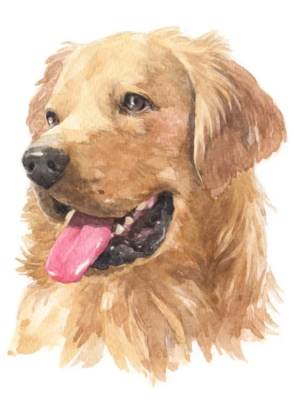 Pintura Acuarela Golden Retriever 015 — Foto de Stock