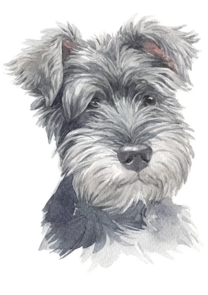 Water Colour Painting Miniature Schnauzer 020 — Stock Photo, Image