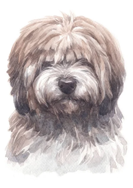 Water Colour Painting Tibetan Terrier 017 — Stock Photo, Image