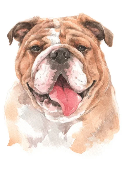 Water Colour Painting Bulldog 018 — Stock Photo, Image