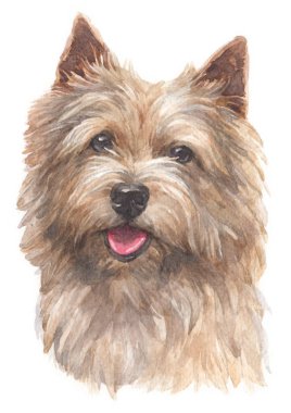 Norwich Terrier 023 sulu boya boyama