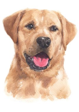 Labrador Retriever 035 sulu boya