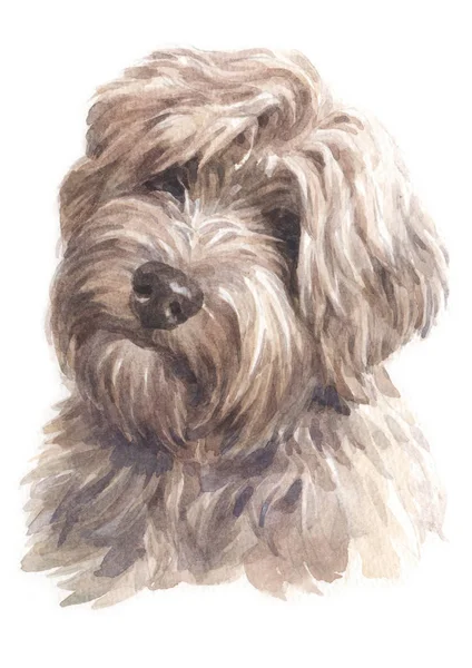 Water Colour Painting Tibetan Terrier 022 — Stock Photo, Image