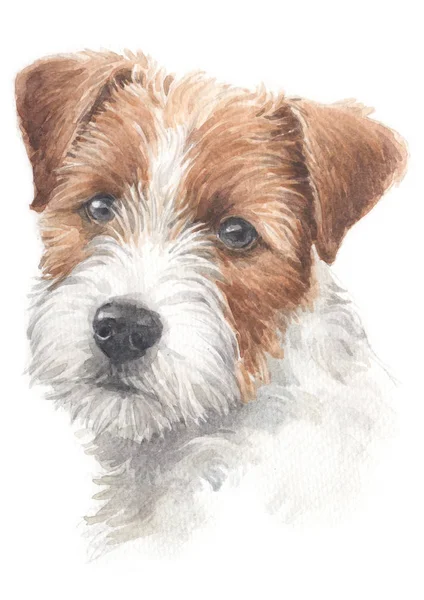 Water Colour Painting Jack Russell Terrier 030 — Stock Photo, Image