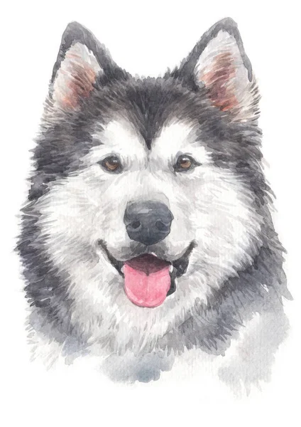Pittura Acquerello Siberian Husky 031 — Foto Stock