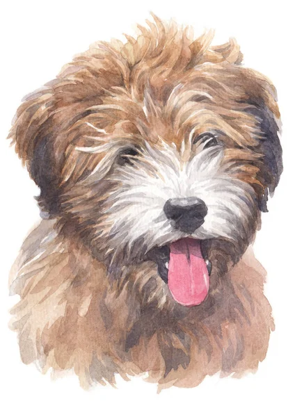 Water Colour Painting Tibetan Terrier 033 — Stock Photo, Image