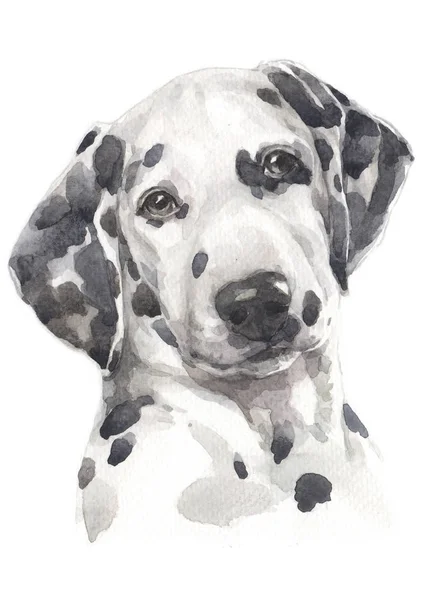 Vodní Barevná Malba Dalmatian036 — Stock fotografie