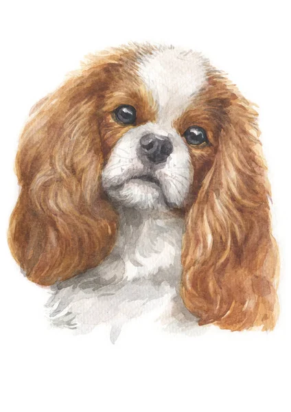 Water Colour Painting Cavalier King Charles Spaniel 039 — Stock Photo, Image