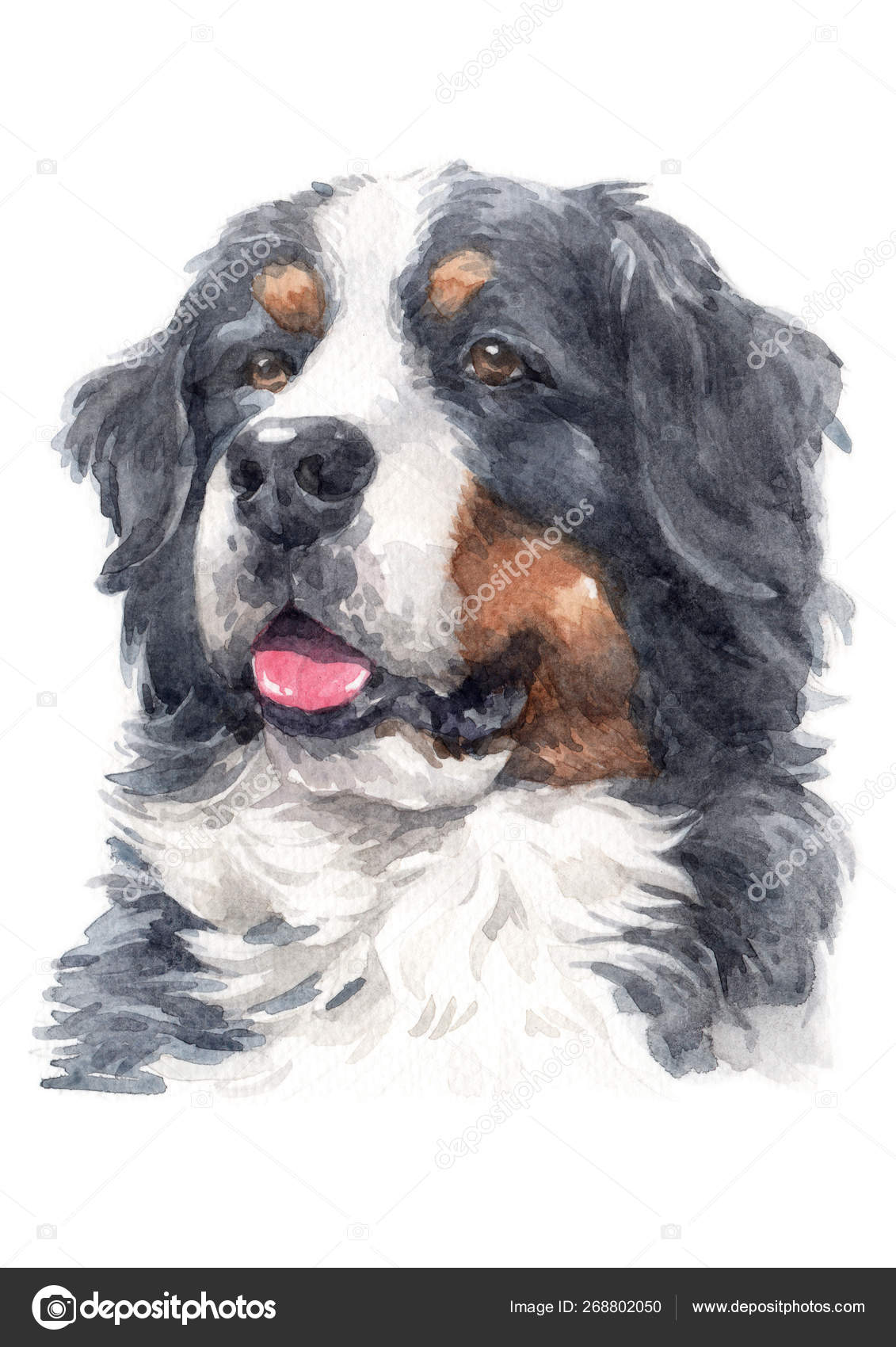 Pintura Cores Bernese Mountain Dog 041 Ilustração de  ©surapoj.creative@gmail.com #268802050, image size:1131x1700