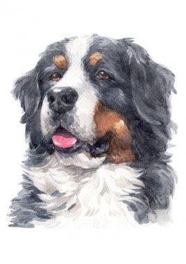 Bernese Mountain Dog 041 sulu boya