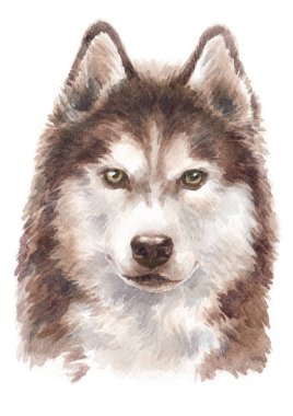Sibirya Husky 051 sulu boya boyama