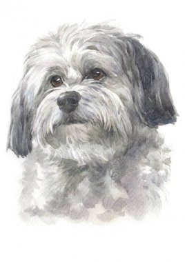 Havanese 050 sulu boya