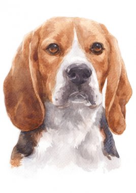 Beagle 058 adlı yaramaz bir köpeğin sulu boya boyama