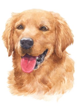 Köpeklerin su rengi boyama, altın kıllar Golden Retriever 057