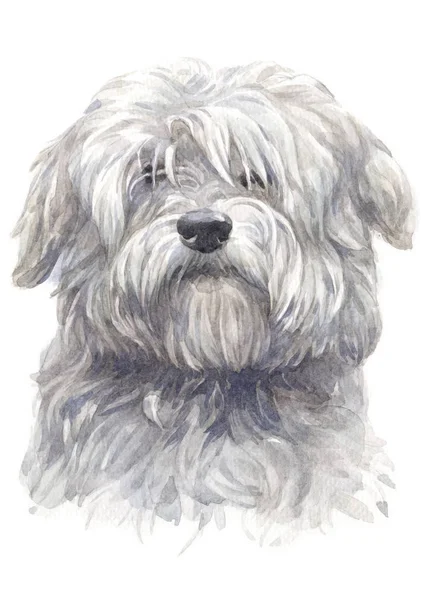 Malowanie Kolorem Wodnym Coton Tulear Biały Pies 045 — Zdjęcie stockowe