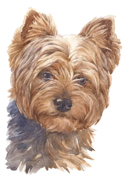 Akvarellmålning Yorkshire Terrier 054 — Stockfoto