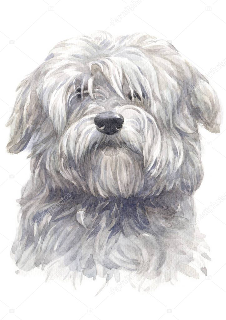 Water colour painting of Coton du Tulear white dog  045