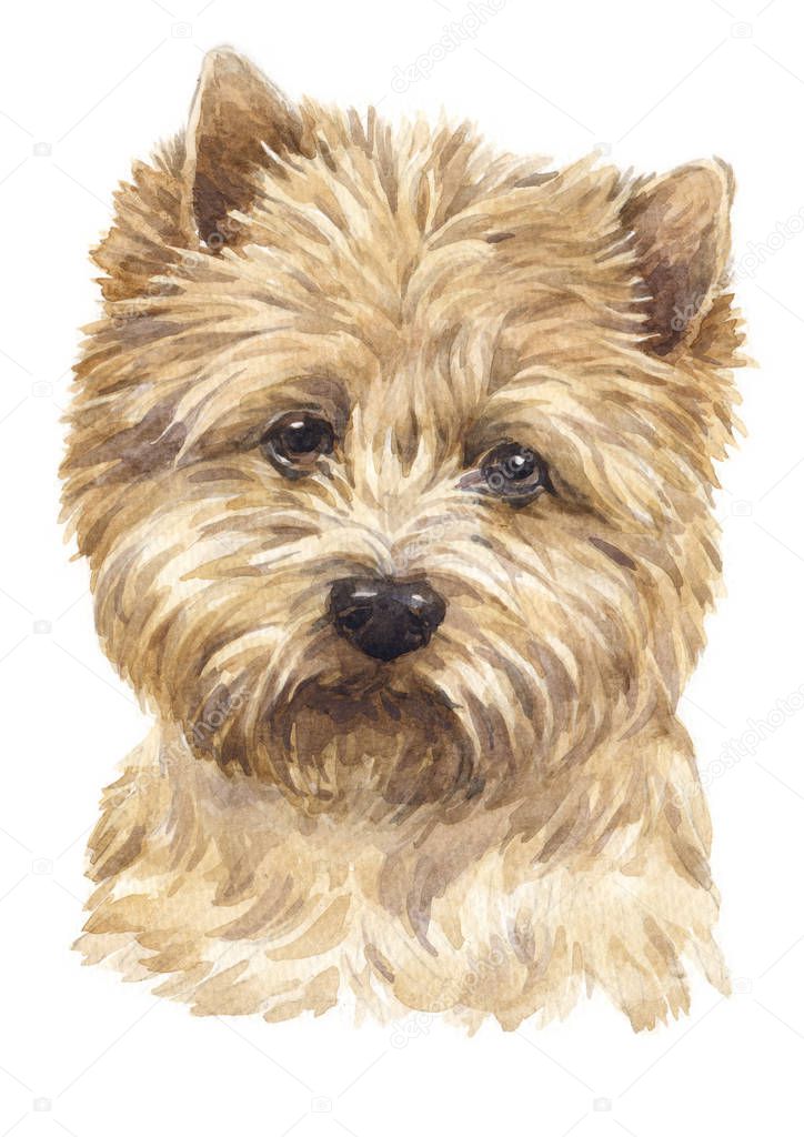 Water colour painting of Cairn Terrier  049