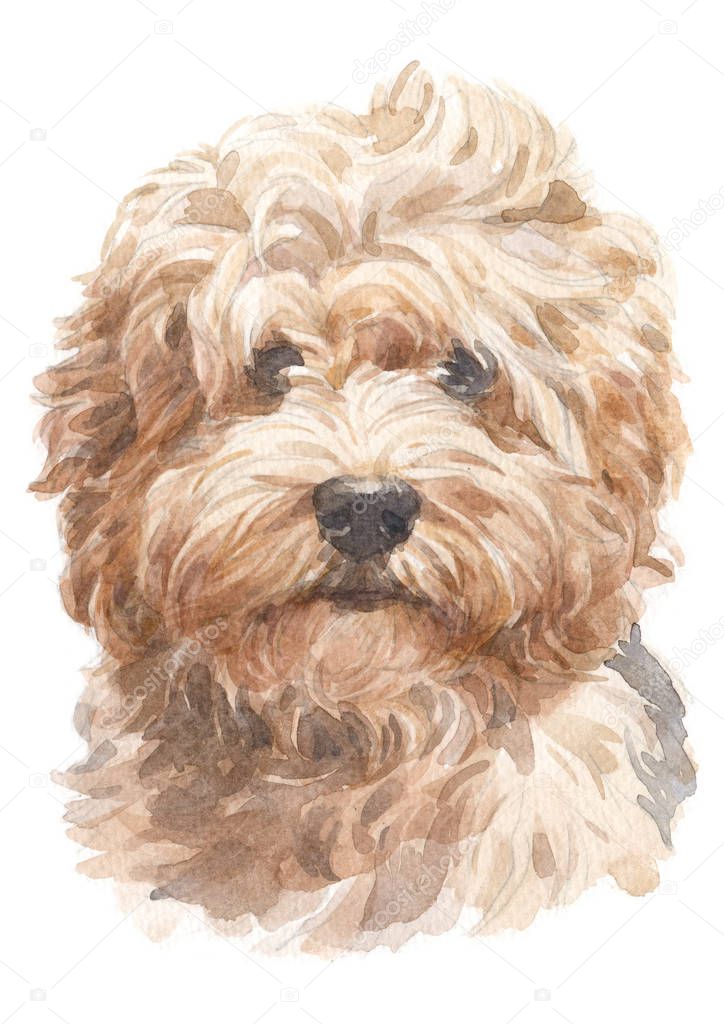 Water colour painting of Havanese 047