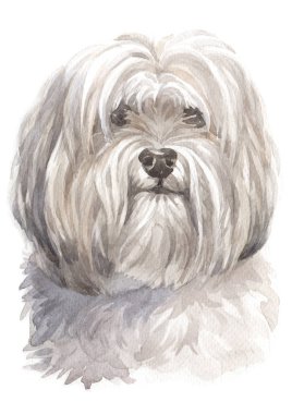 Sulu boya boyama, beyaz köpek, Shih Tzu 06