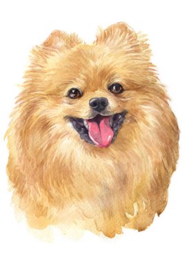 Pomeranian 072 sulu boya