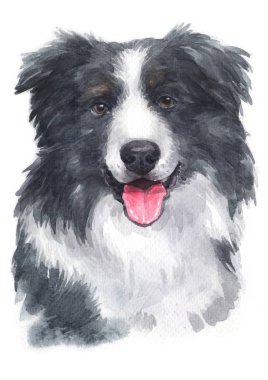 Border Collie 073 sulu boya boyama