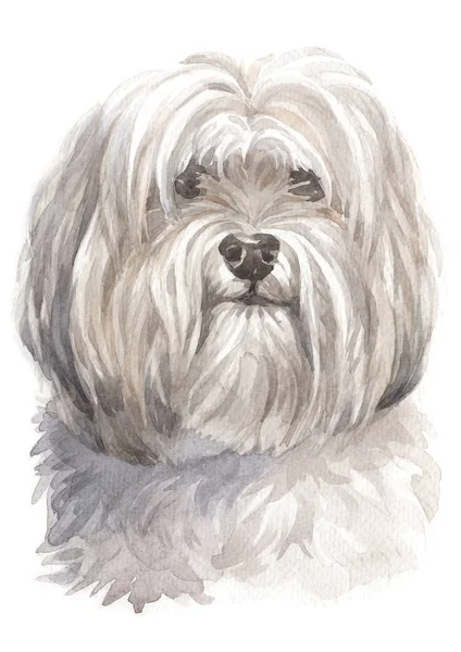 Pittura Acquerello Cane Bianco Shih Tzu — Foto Stock