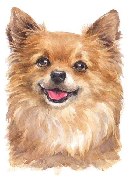 Water colour painting of Chihuahua 062