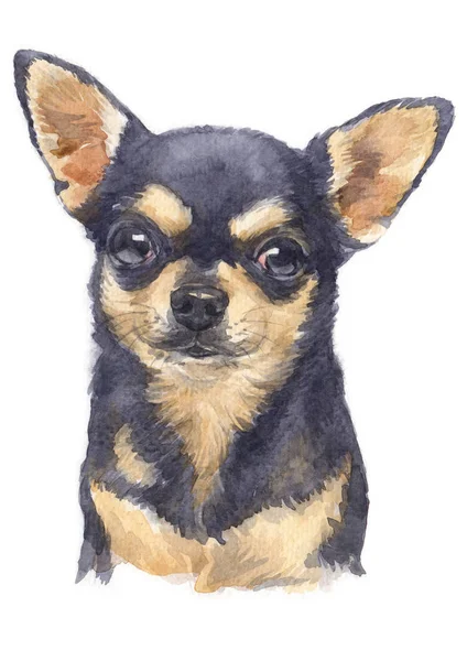 Aquarelle Chihuahua 067 — Photo