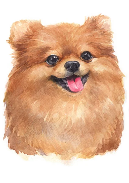 Water Colour Painting Pomeranian Puppy 074 — Stock Photo, Image