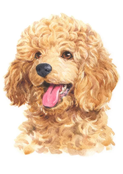 Pintura Acuarela Poodle 080 — Foto de Stock