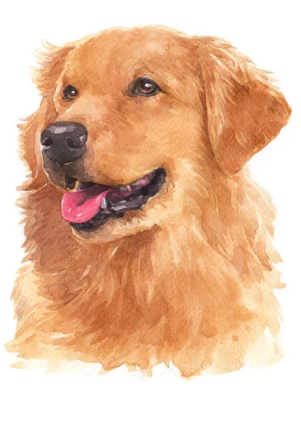 Pittura Acquerello Golden Retriever 078 — Foto Stock