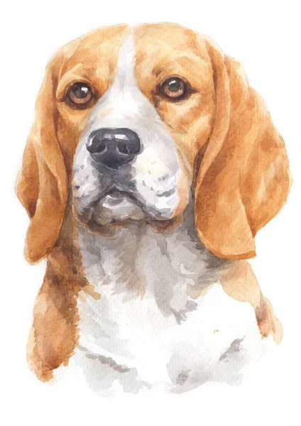 Akvarel Vodní Barvy Beagle 079 — Stock fotografie