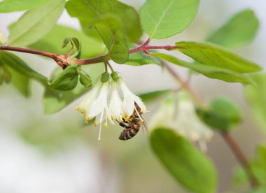 Çiçeklerdeki arılar 