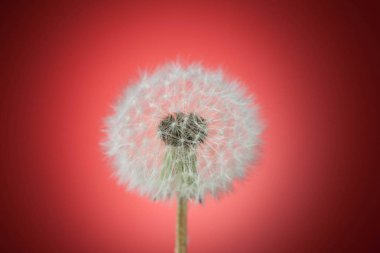 karahindiba kırmızı zemin üzerine