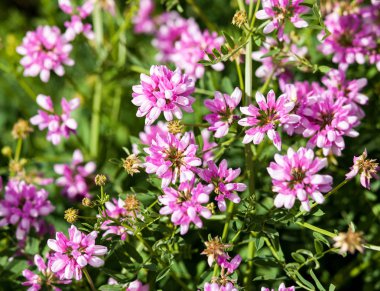 doğada güzel çiçeklenme vyazel