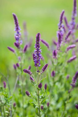yeşil alanda salvia çiçekleri