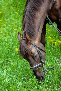 Güzel kahverengi at yeşil otları yer, at kafası yakındır.