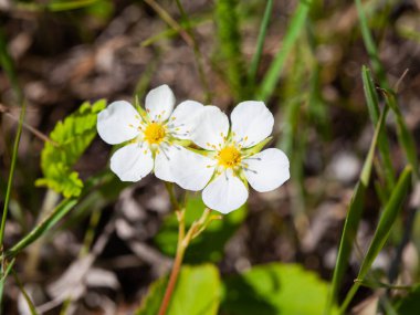 Bulanık arka planda yabani çilekler açıyor.