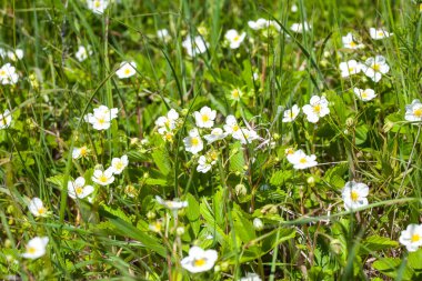 Güneşli bir çayırda bir sürü yabani çilek açar.