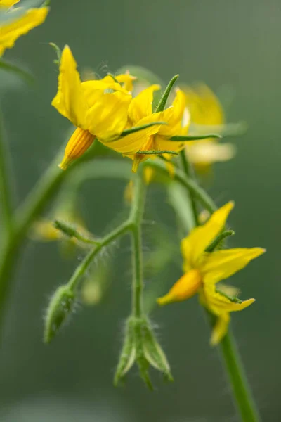 Hermoso Primer Plano Tomate Flor Brote Amarillo Brillante — Foto de Stock