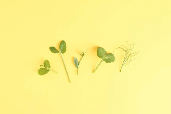 Sarı arka planda taze bezelye filizi. Kavramsal mikro yeşillikler, bahçıvanlık, evde yetişen yeşillikler, sağlıklı, salata için malzeme. Düz Yatay.