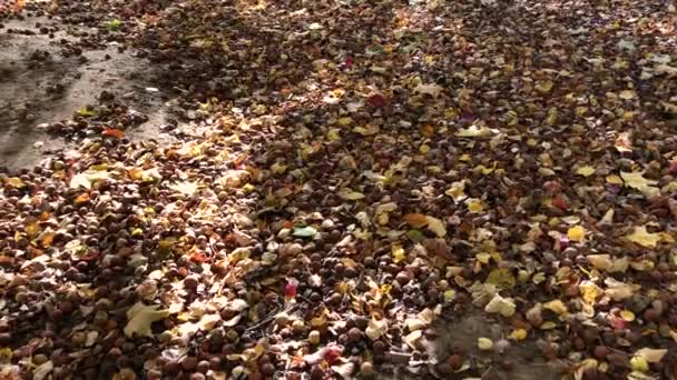 地上躺着许多烂苹果 秋天的概念气氛 — 图库视频影像