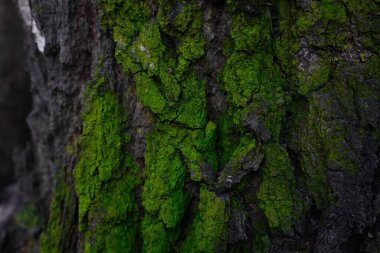 Kabuk, soyut yeşil yosun dokusuyla kaplı. Doğal arkaplan.