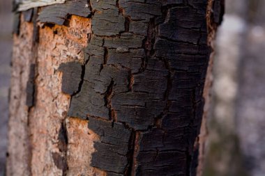 Kara ağaç kabuğu yaklaş. Soyut doğal doku