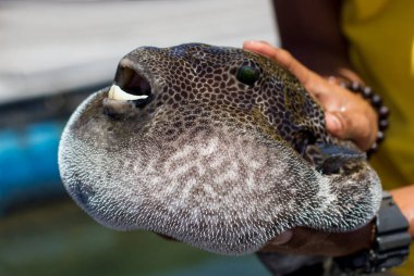Fugu kirpi balığı. Ağzını insan eliyle açmış. Fugu balığı tutan adam..